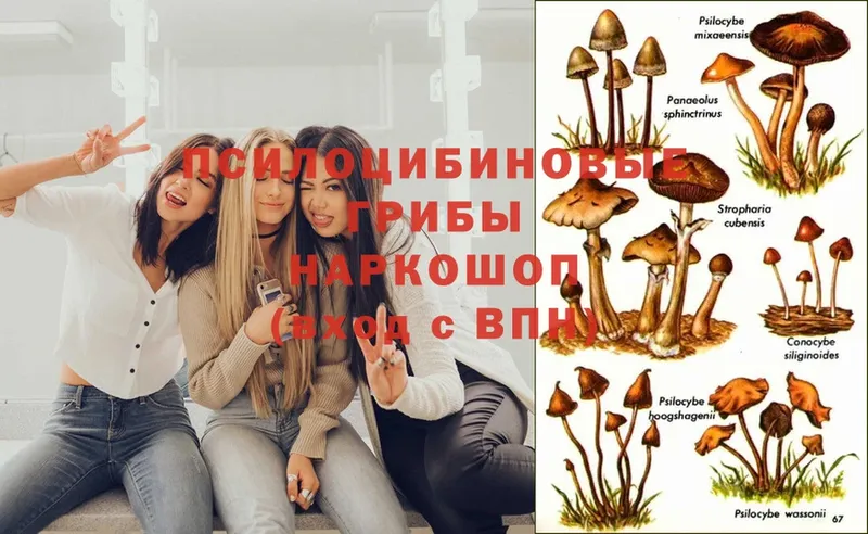 Галлюциногенные грибы Magic Shrooms  Елизово 